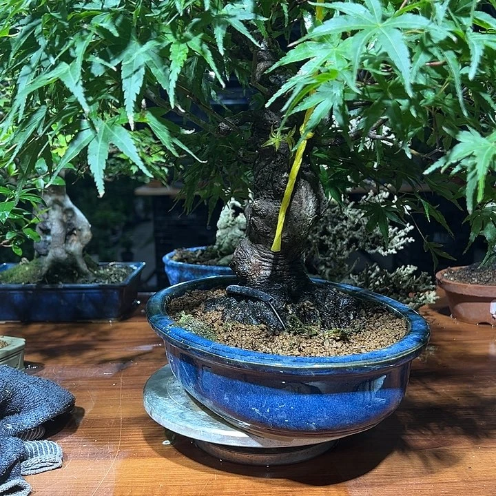 用***2无花朵清玄枫树盆景