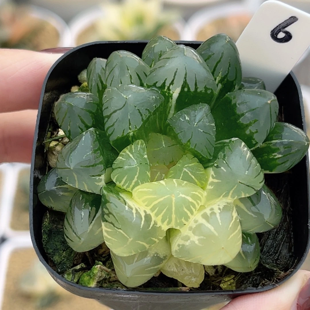 6狄原五号玉露锦福利专场