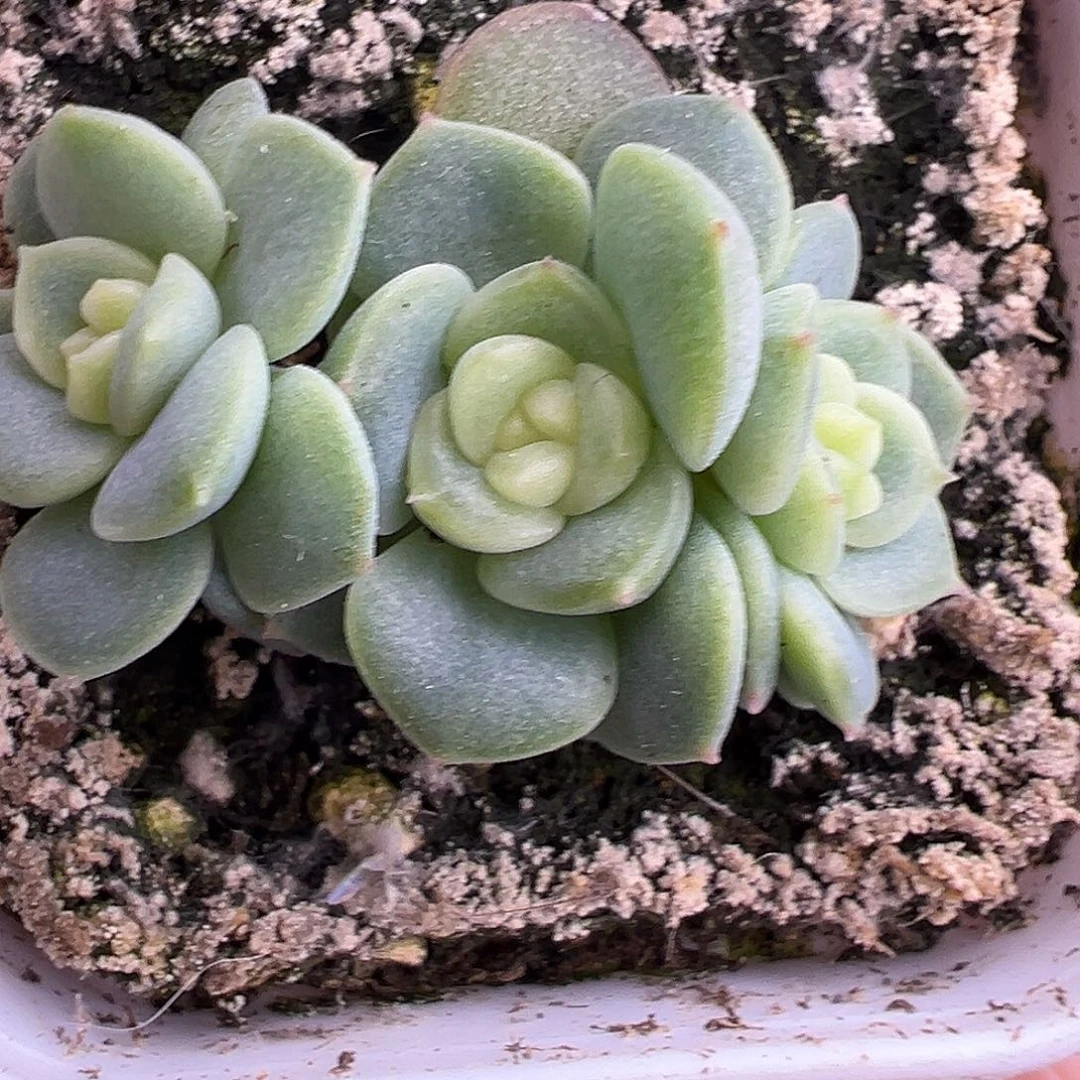 三头Pz甜心一物一拍