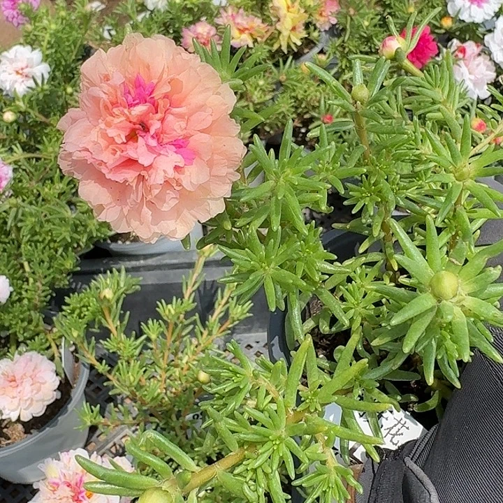 量拍草莓甜心不售后小苗花色会变盆口11