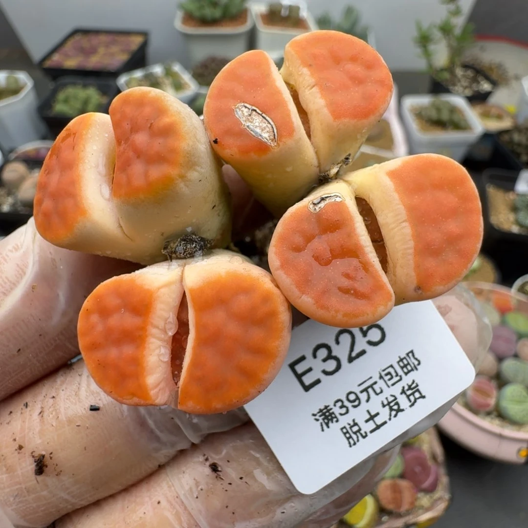 ?*饼325多肉哈哈哈哈哈哈哈哈