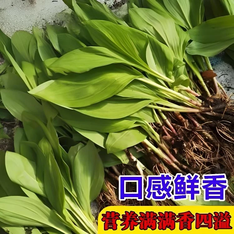 【鹿耳韭种子】四季种植盆栽地栽阳台小院种植