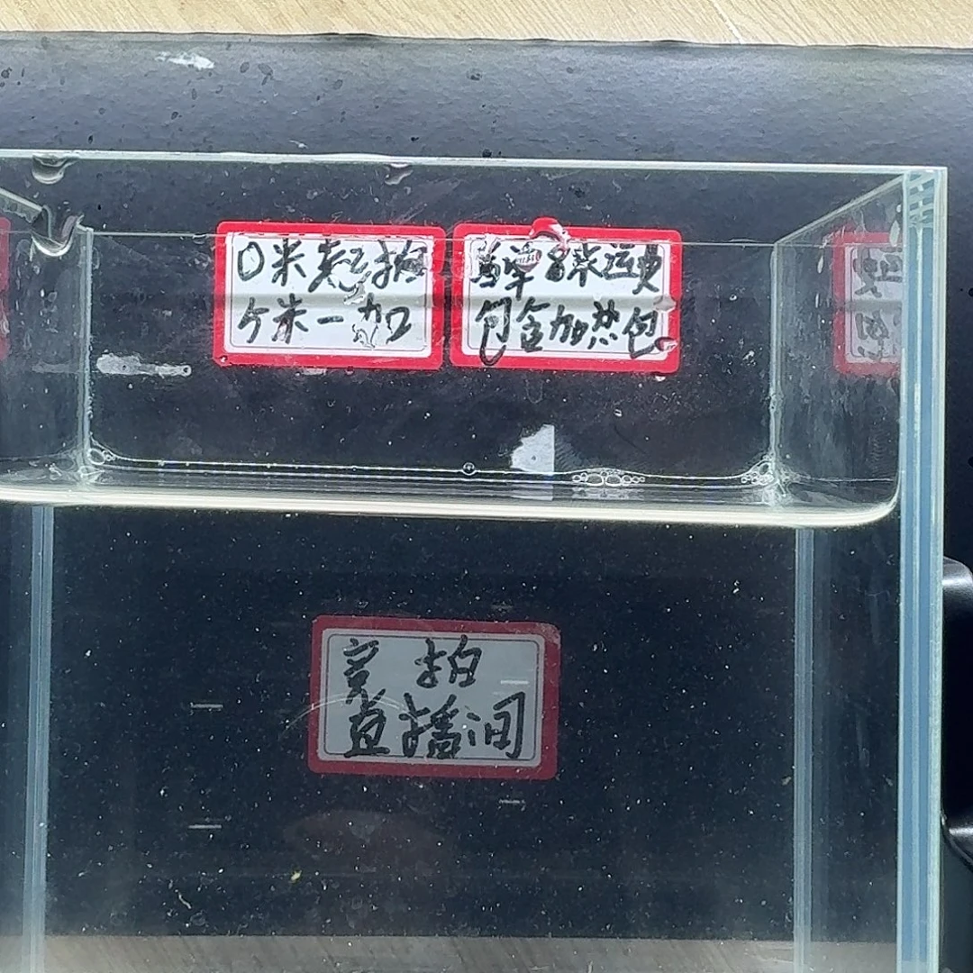 斗鱼泰国斗鱼母鱼