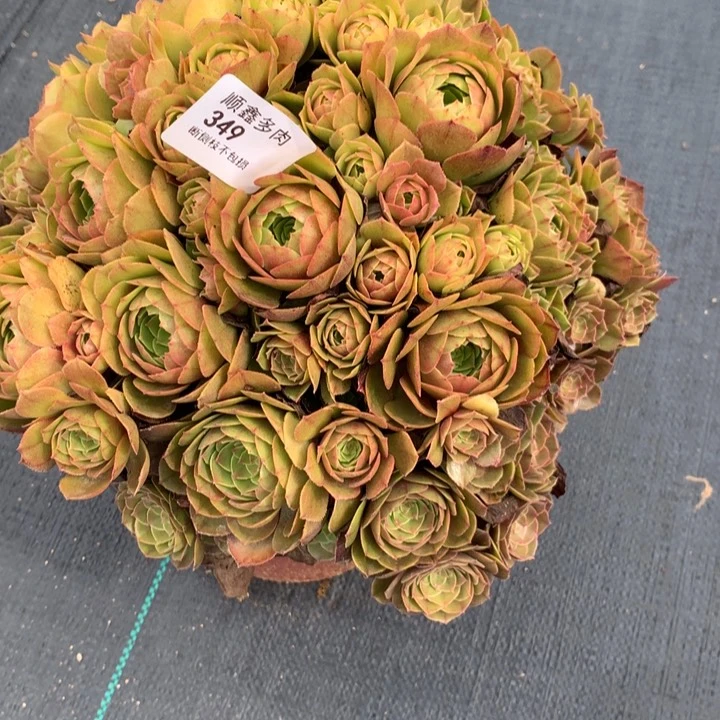 349万圣节多肉特价不售后