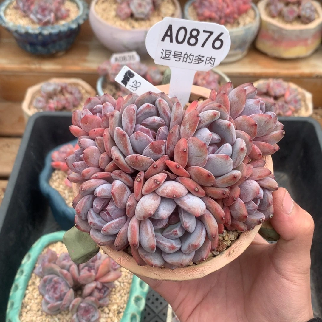 A0876 石榴籽老桩 封面同款有砍 13cm