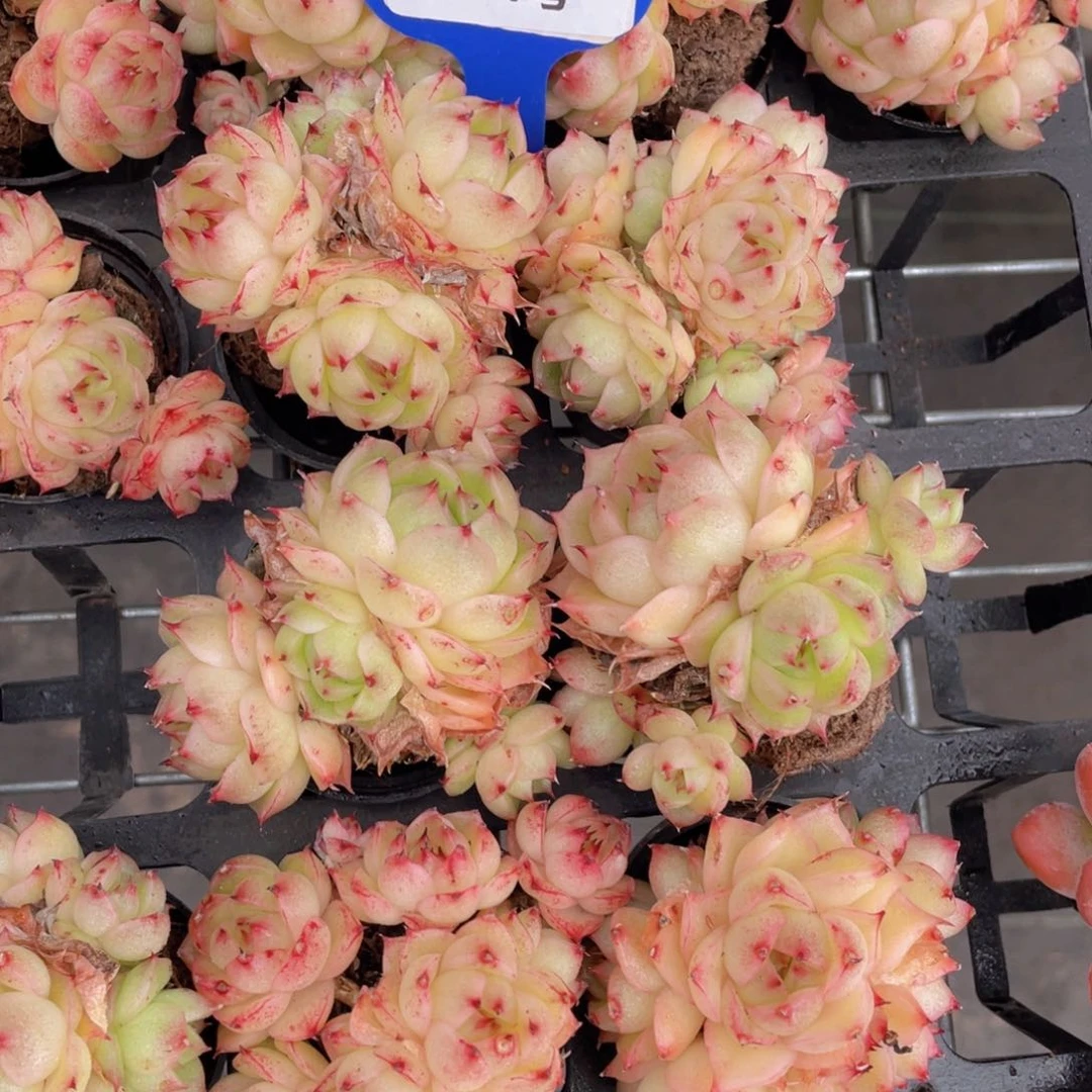 674号凤凰火麦秆群生一个