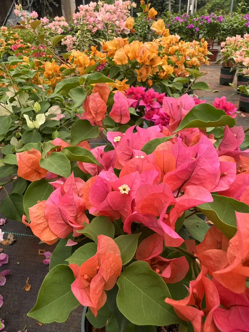 一物一拍 彩色三角梅 原盆原土 落花落叶不售后 介意慎拍