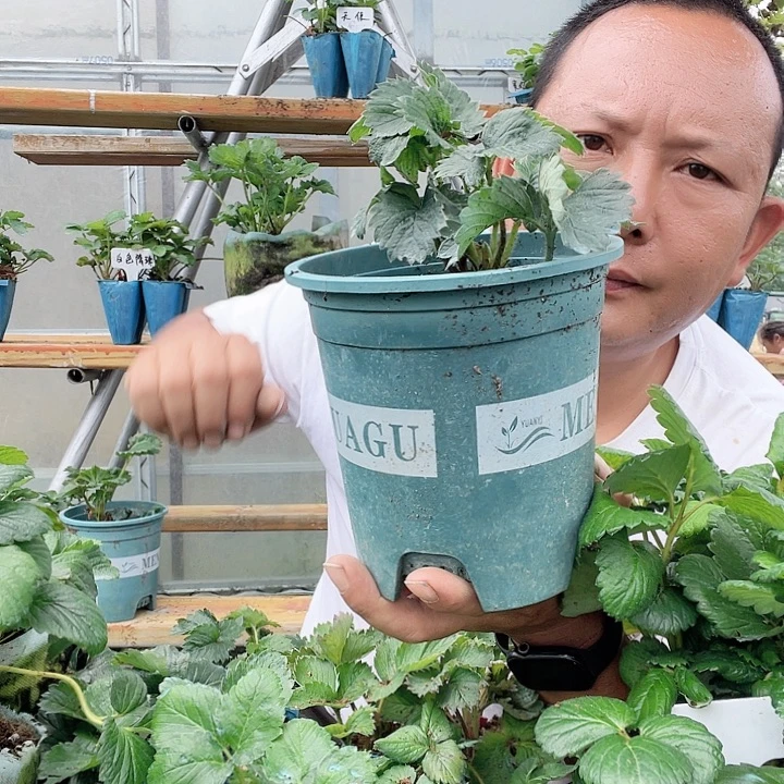 直播精品竞拍活动