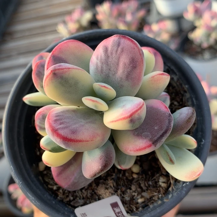 无花朵乒乓福娘锦0351