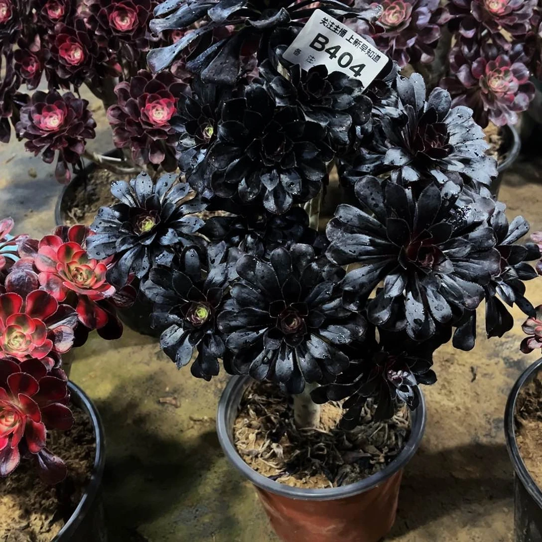 梦****5多肉404墨法师