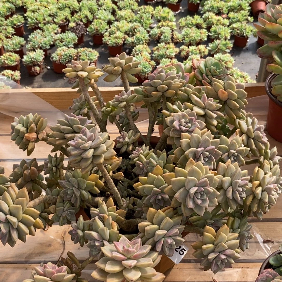 225淡雪老桩一物一拍