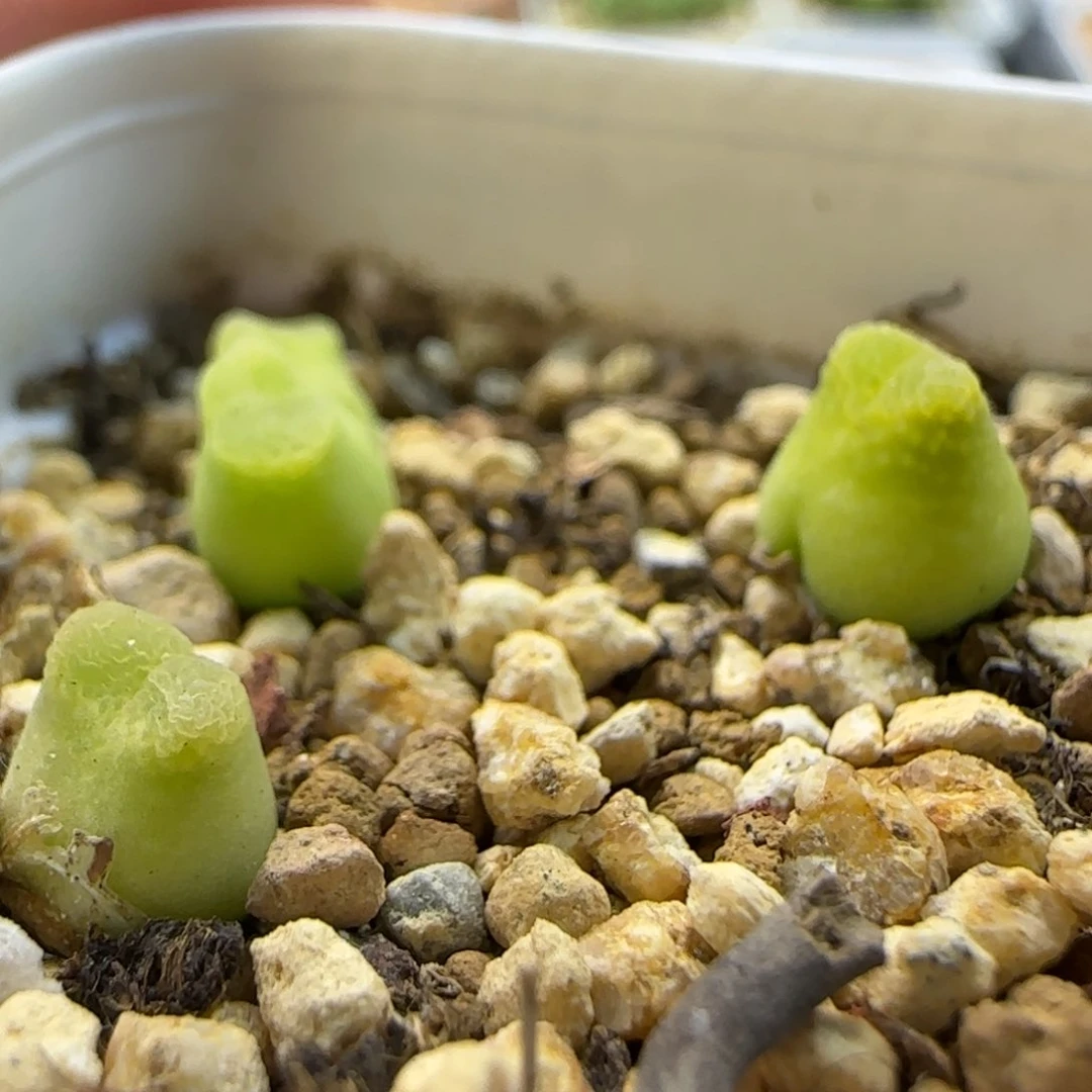 6016 大白多肉植物园