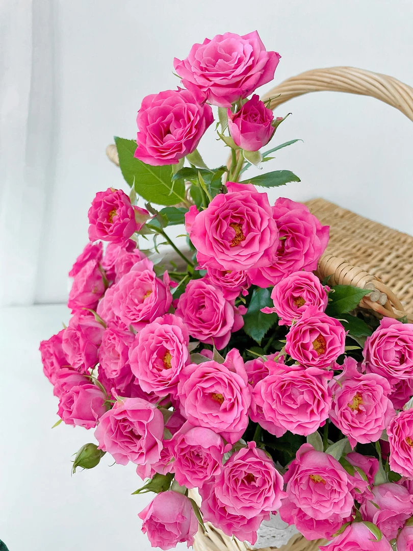 【买一送一】方德星荷桃花笺泡泡10支 多头玫瑰   无土栽培花期长