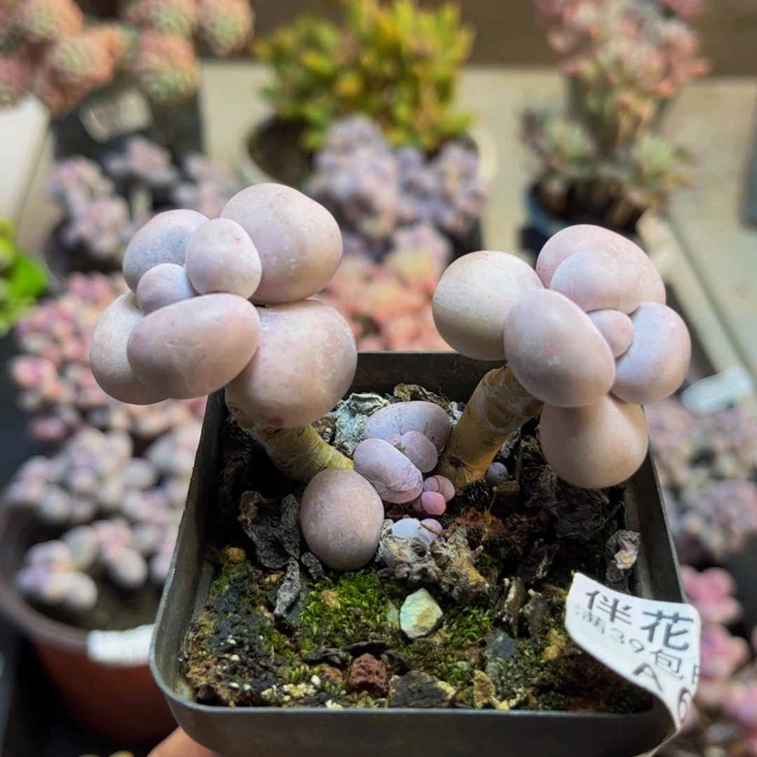 676芭比奶酪5cm多肉