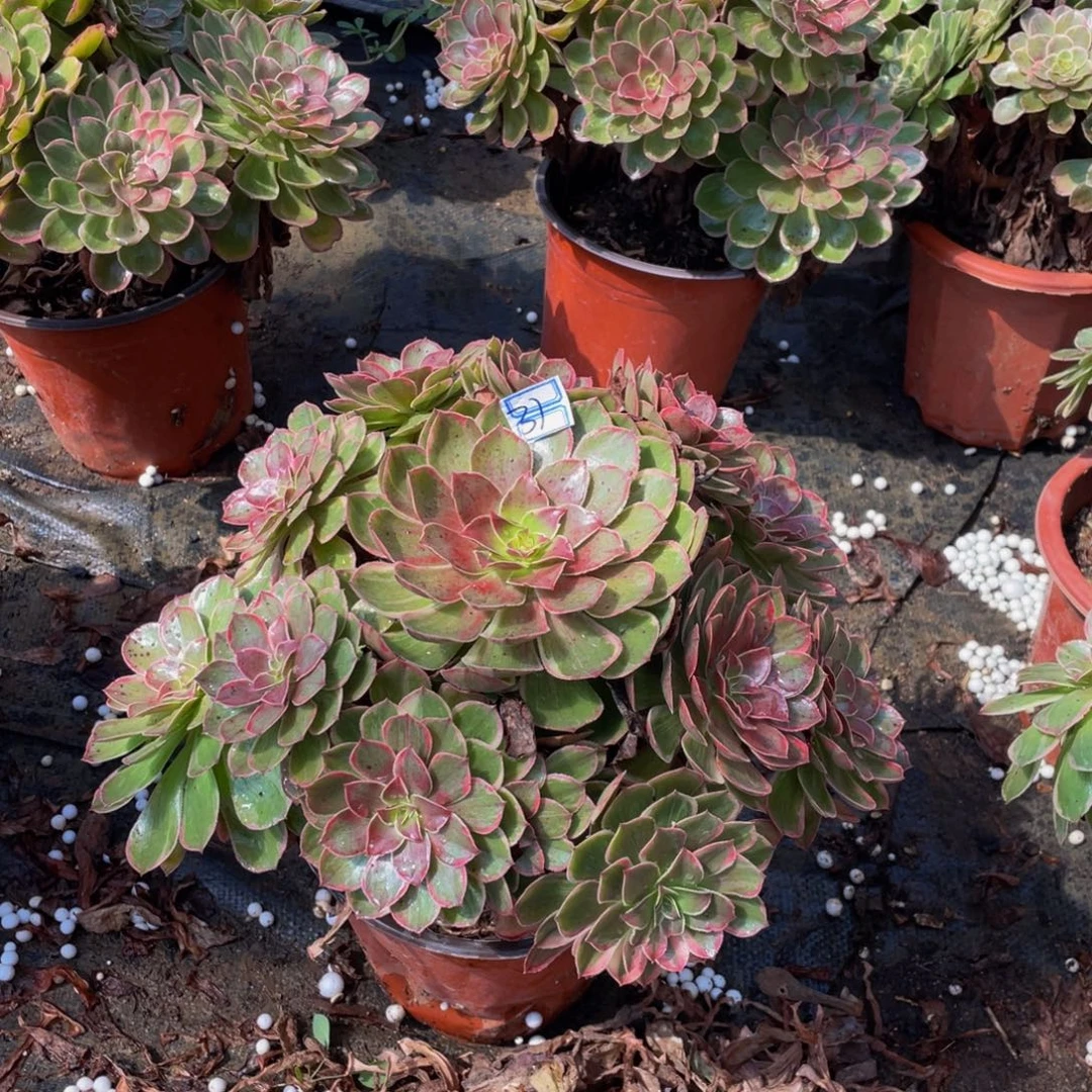 甜***沐莲花造型31鲜花老桩