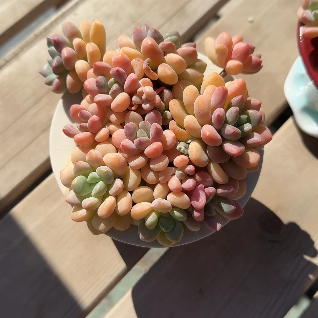 木糖醇带盆多肉植物