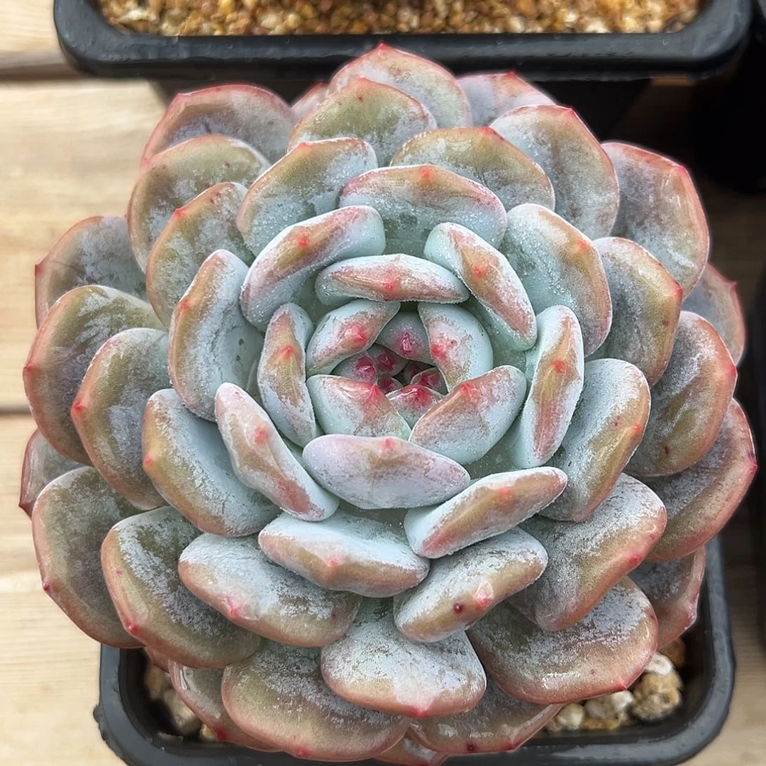 9-16-20精控星影单头