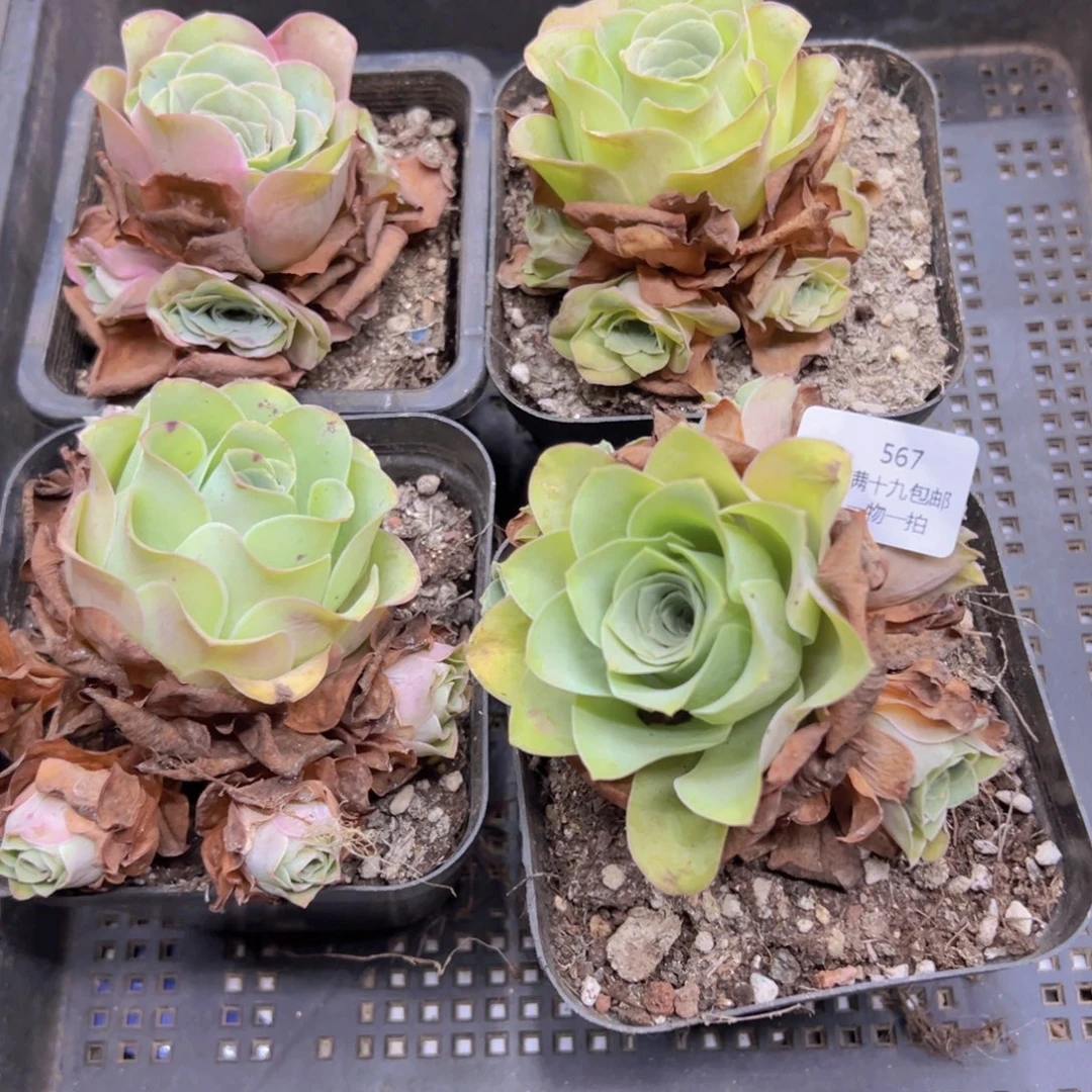 侧牙掉了不包损无售后567