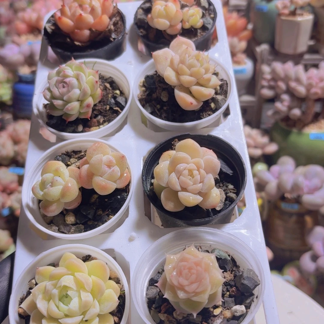 框拍一物一拍编号907