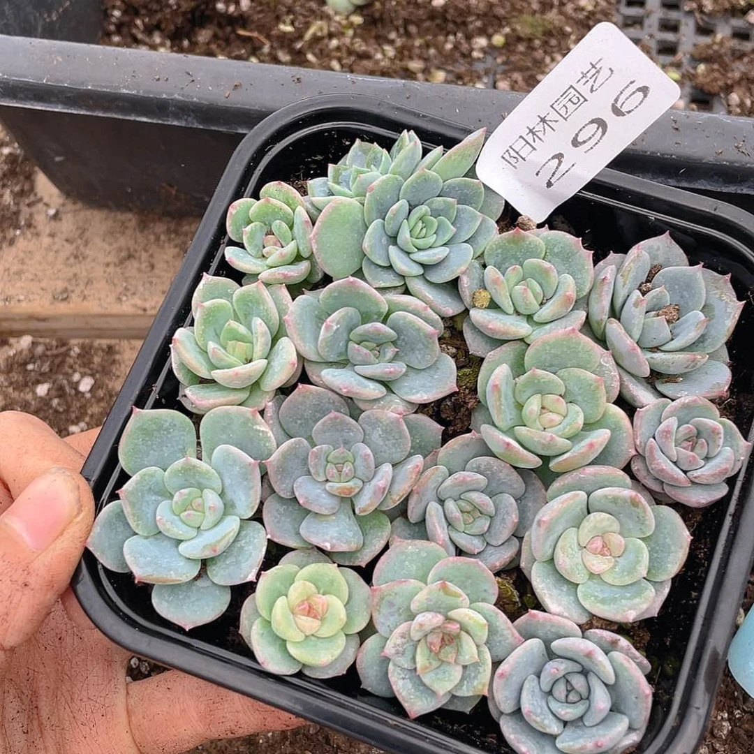 多肉植物多肉植物296