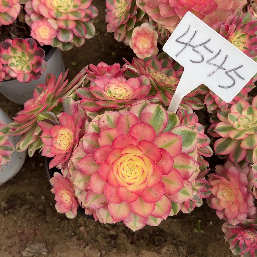 4545倾城多肉法师多肉