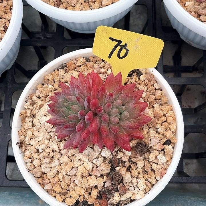 红付虞美人70号码牌子的