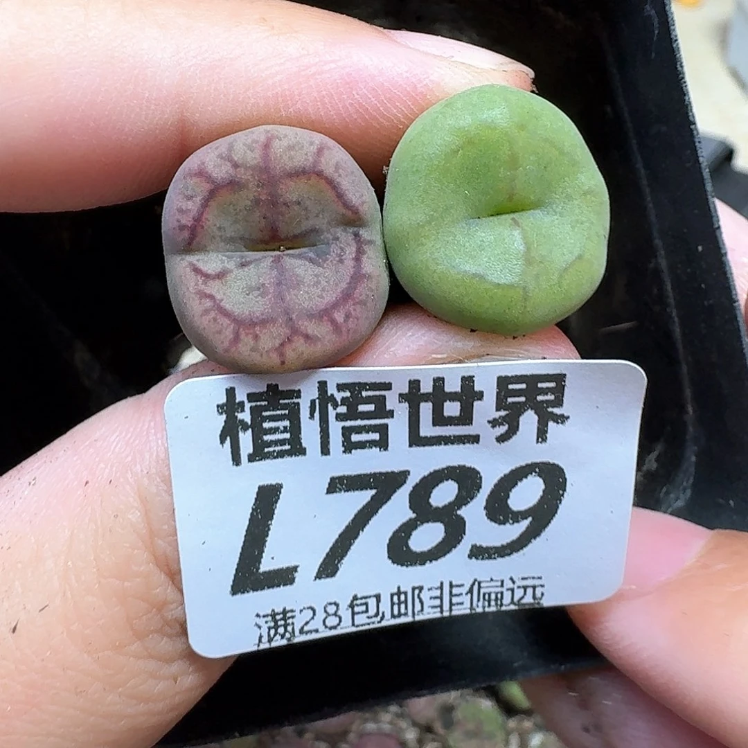 多肉植物的润泽和df
