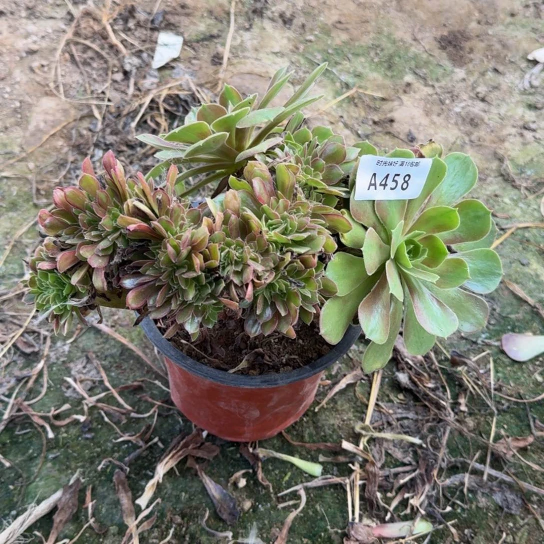 458洛神缀多肉植物