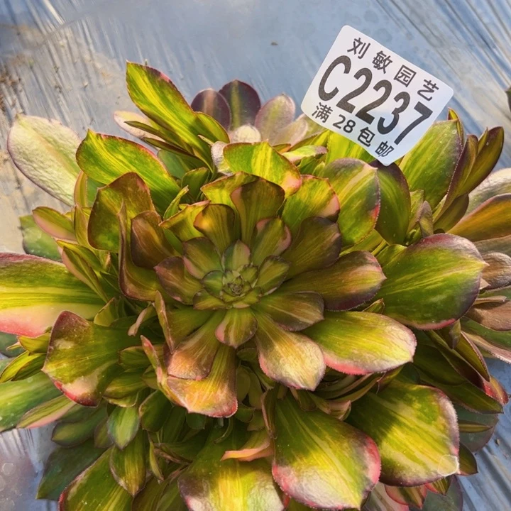 2237拉丝7彩多肉植物法师