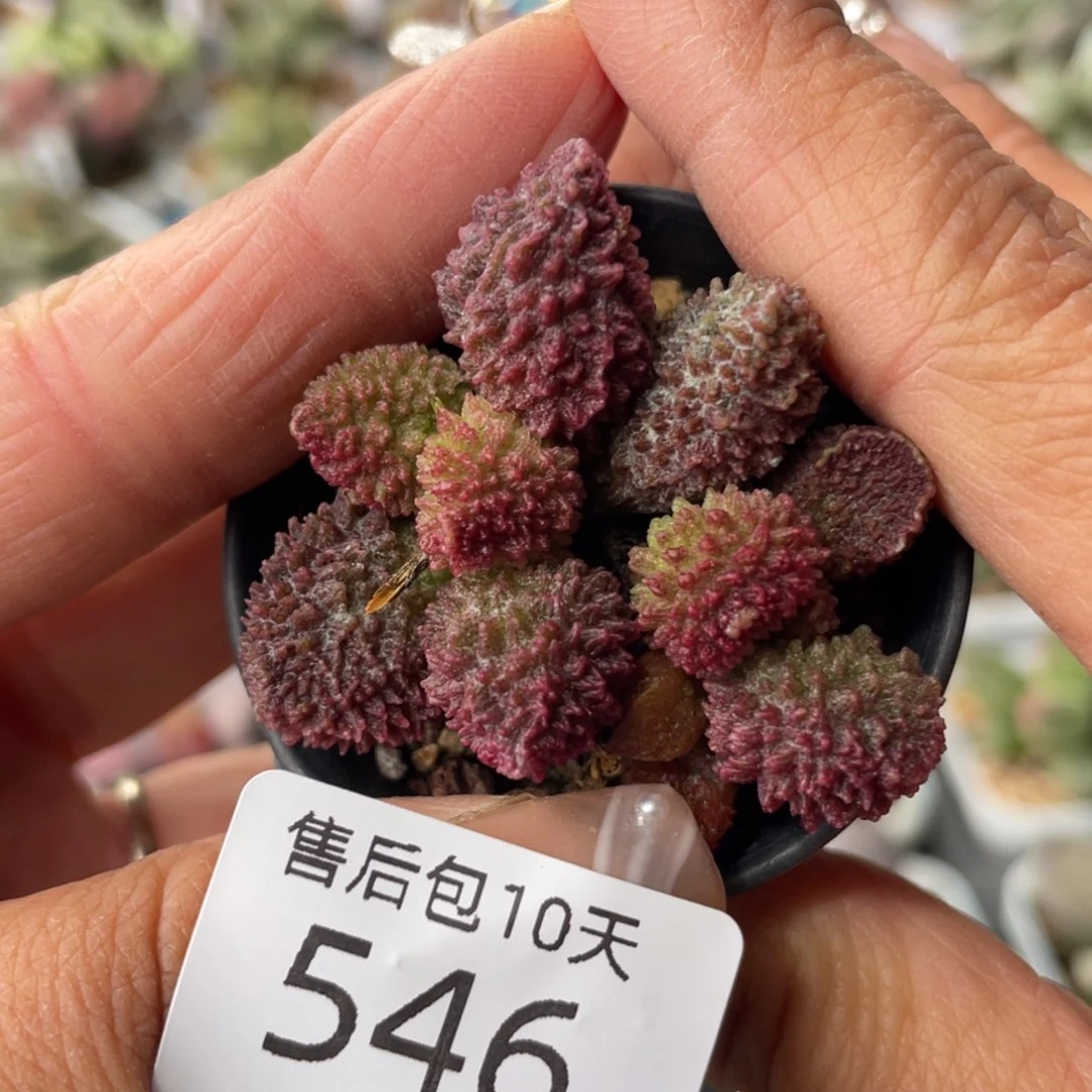 546。