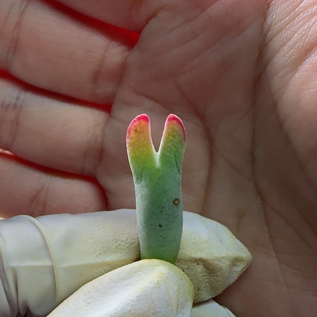 刘*涵1-20-当天满58包邮超小体皮卡丘多肉脱土