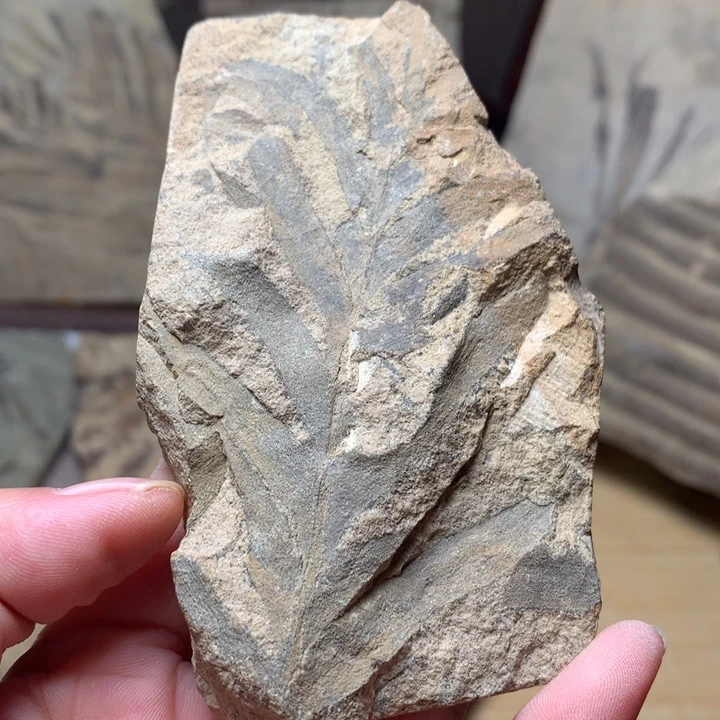 石材辽西植物化石家具摆件