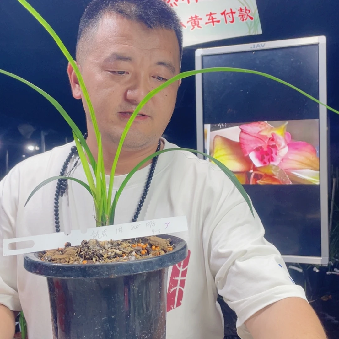 博***堂完全开放青花瓷寄养