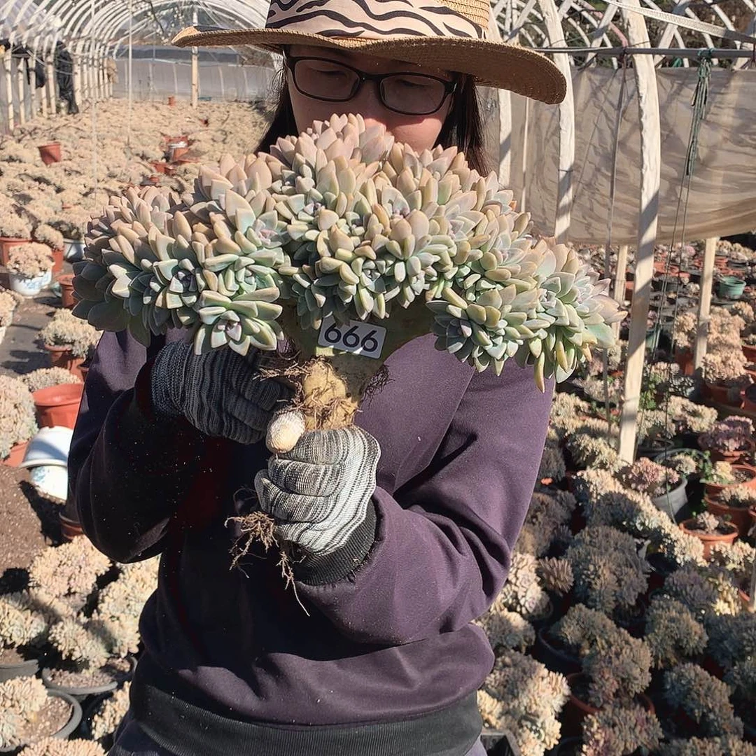 666 淡雪缀 一物一拍