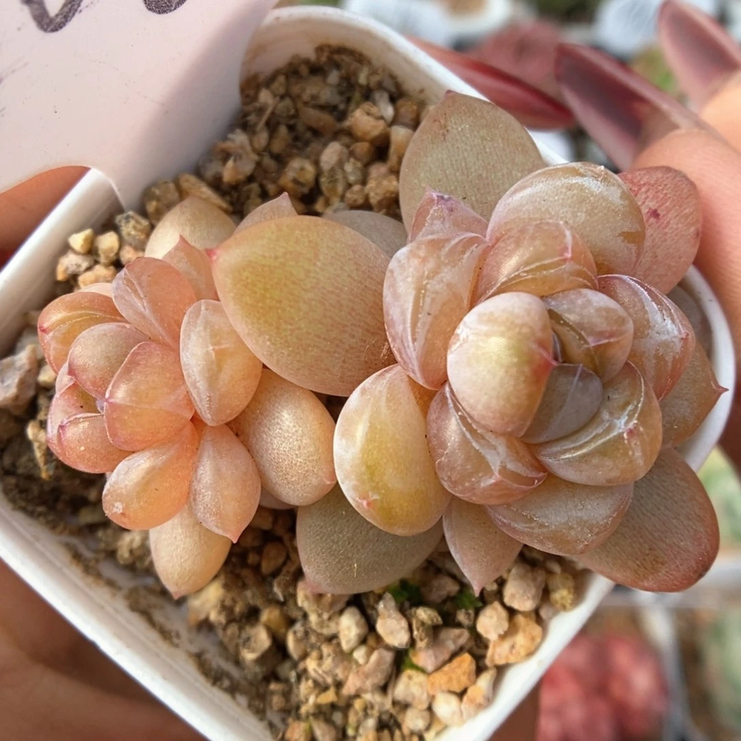 伊人泪可拍706号。