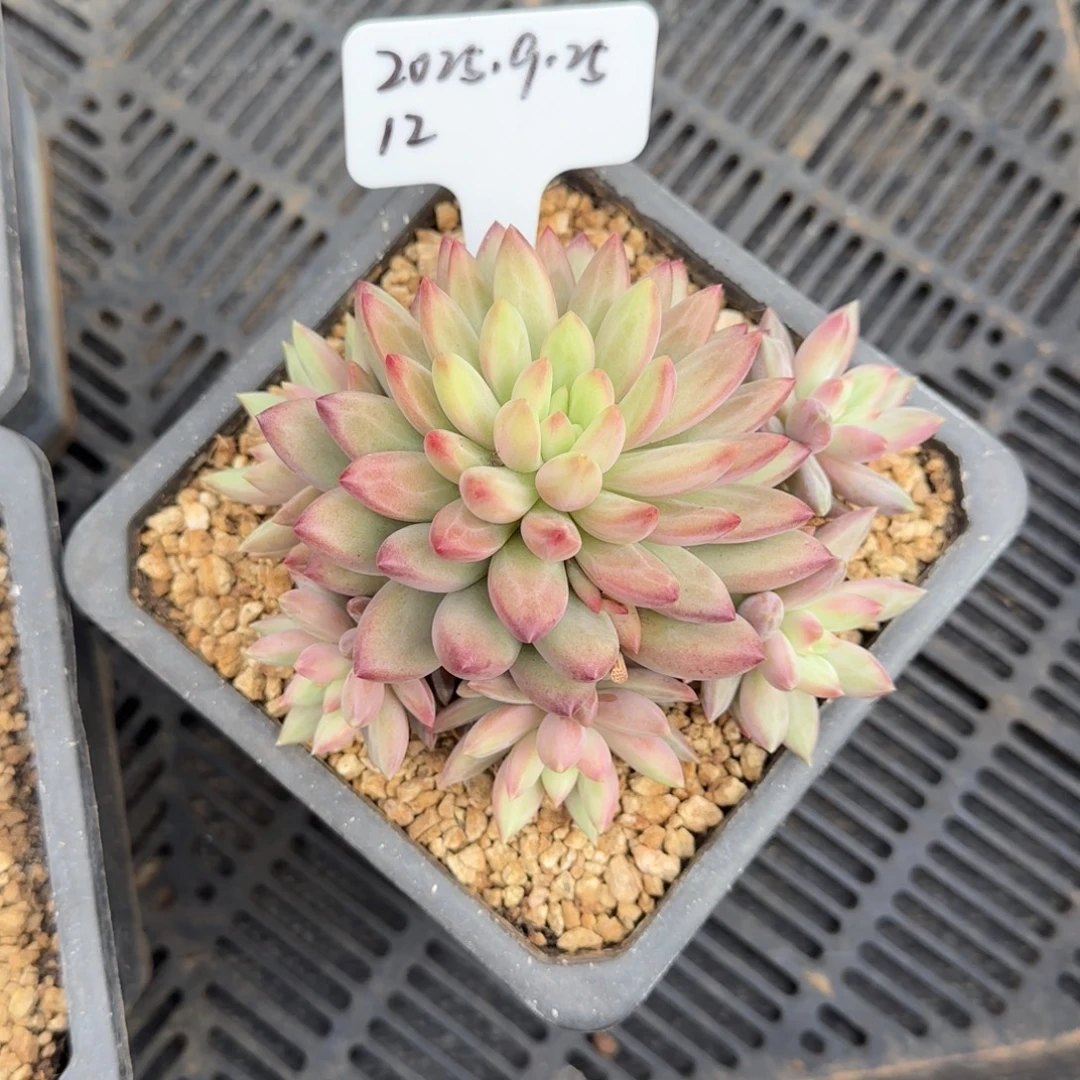 一物一拍彩体金鱼姬12