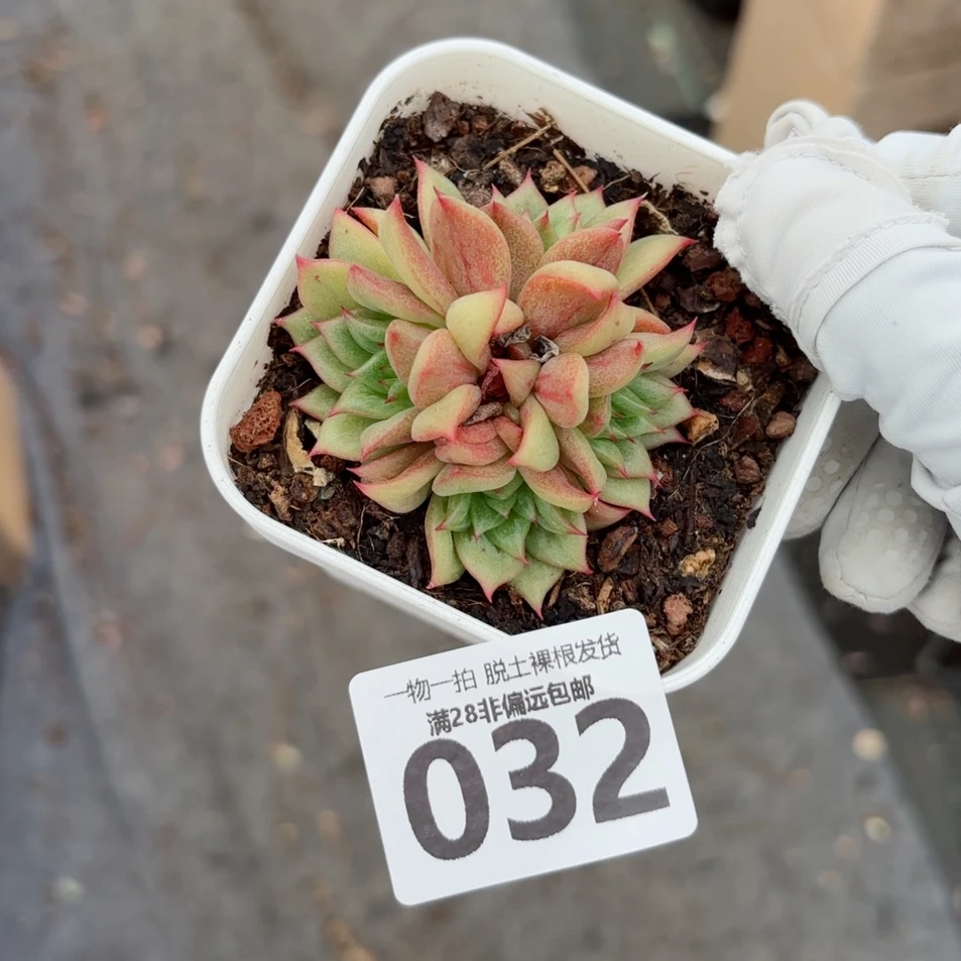 林肯玛利亚无盆土发货