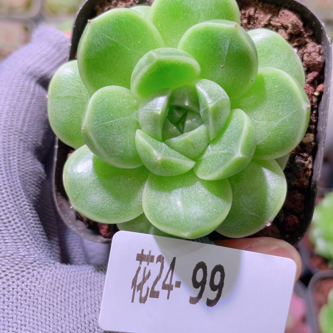 花利美24-99麦秆