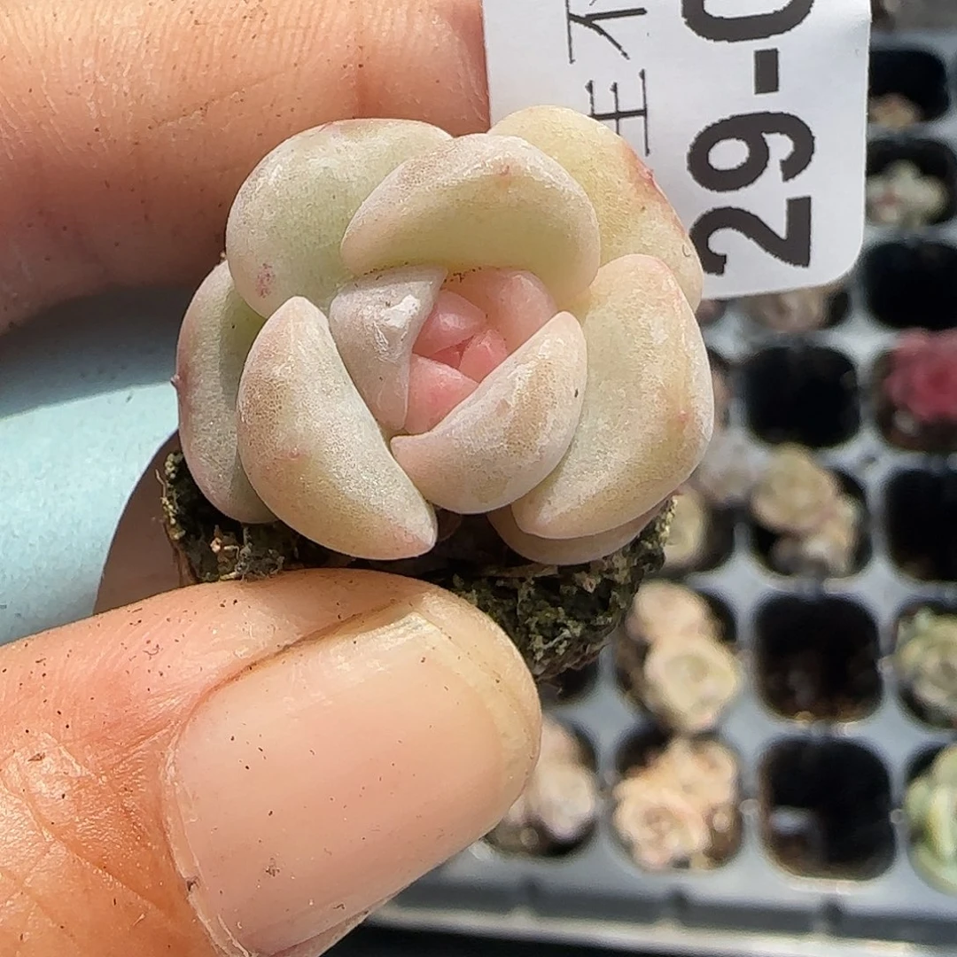 小卡拉米糖心一物一拍29-76