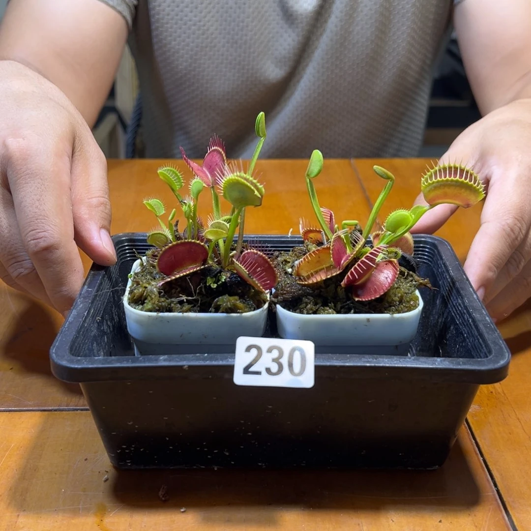 夹子老夹子小夹子230号框