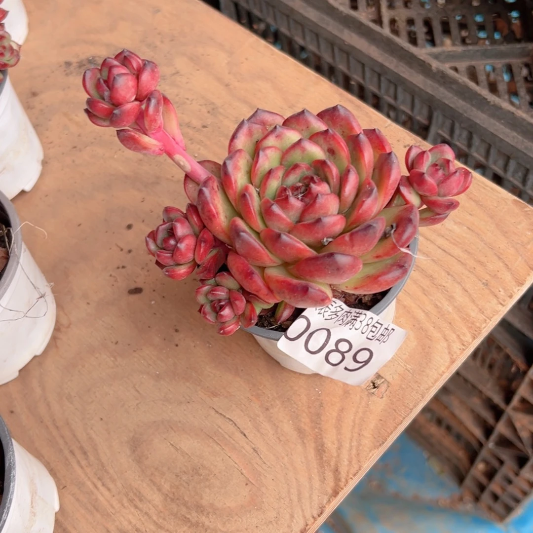 L***O无花朵多肉一物一拍植物0089