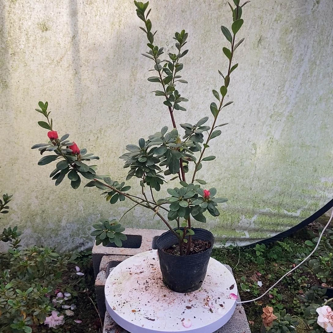 福***人完全开放菲碧朱砂