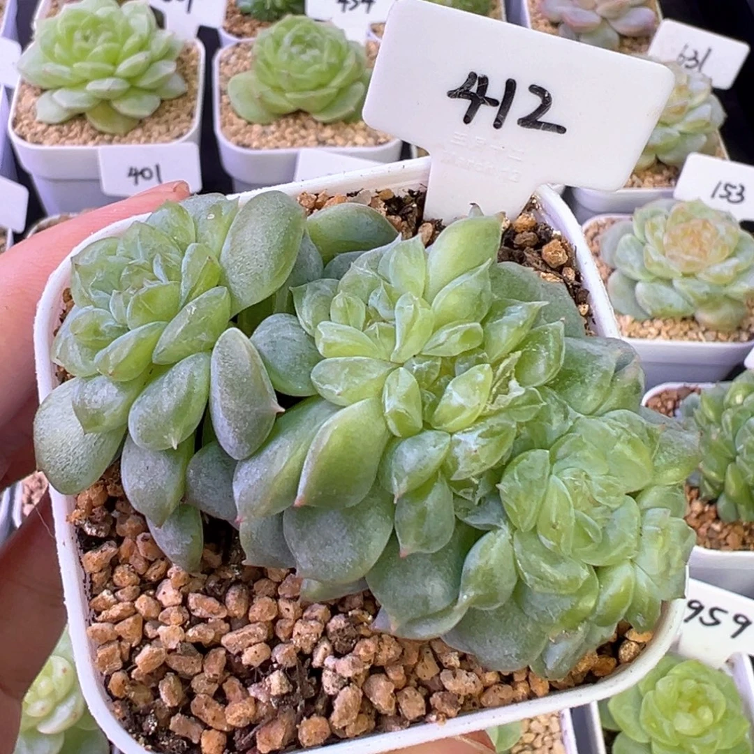 412号糖心缀化 晗雨多肉