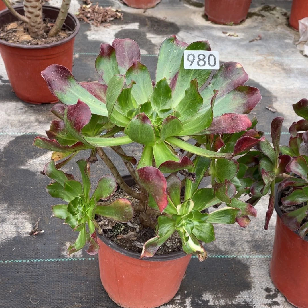 君*魅影七彩多肉植物法师