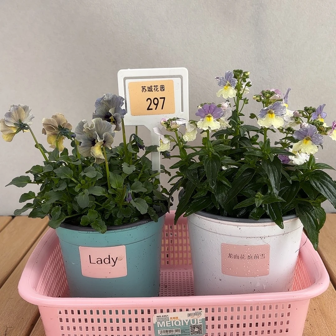 大部分开放少量花苞297