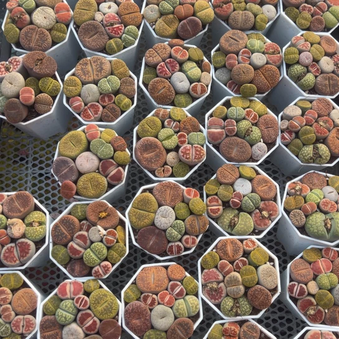 生石花多肉植物精品