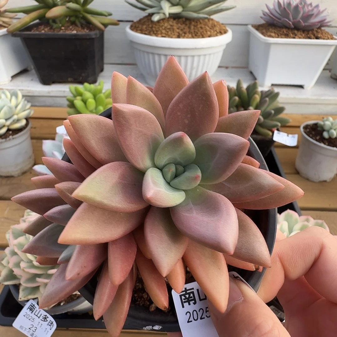 双头知音1111111-18