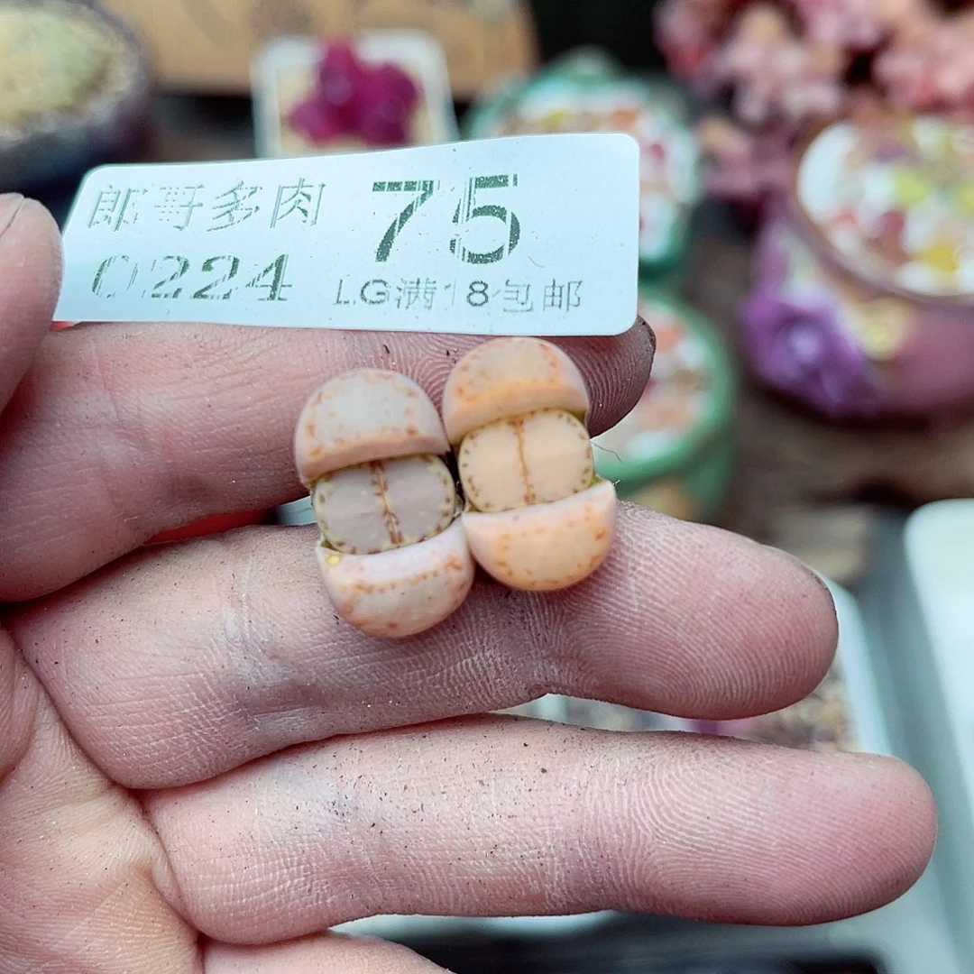 郎哥多少生石花24-75