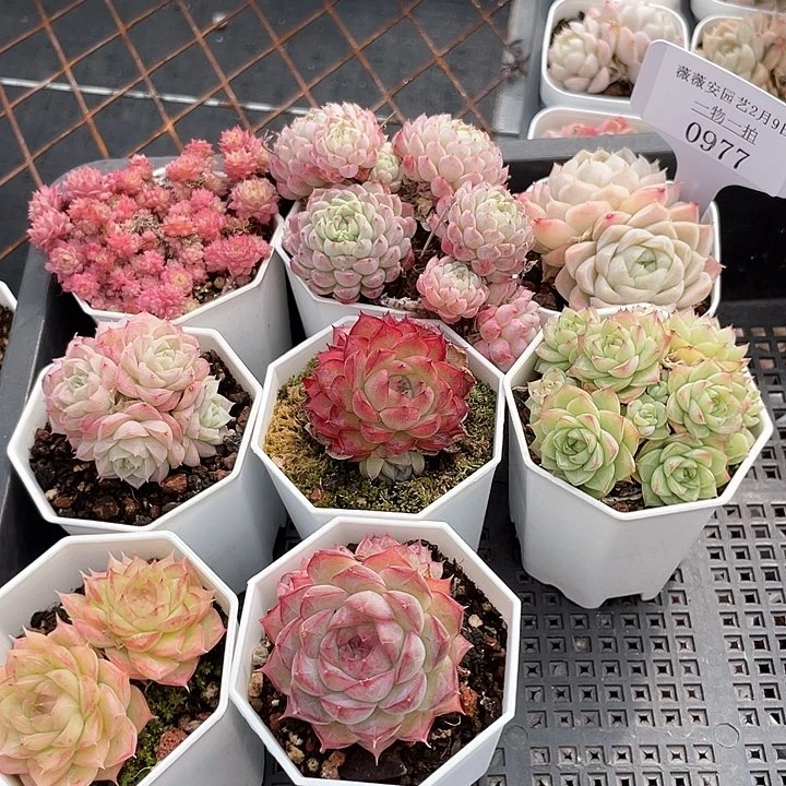 薇薇安园艺多肉0977