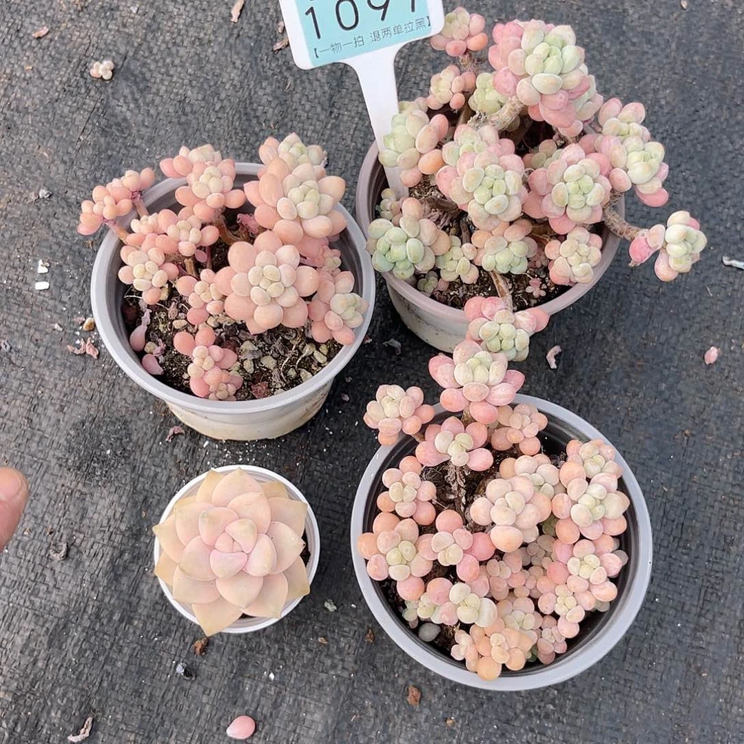 云尘多肉一物一拍1097不包整散